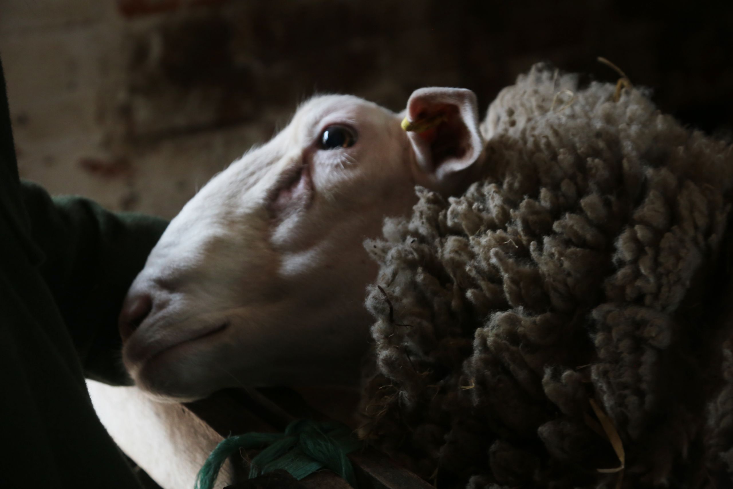 Close up image profile of a rams head being stroked by a human