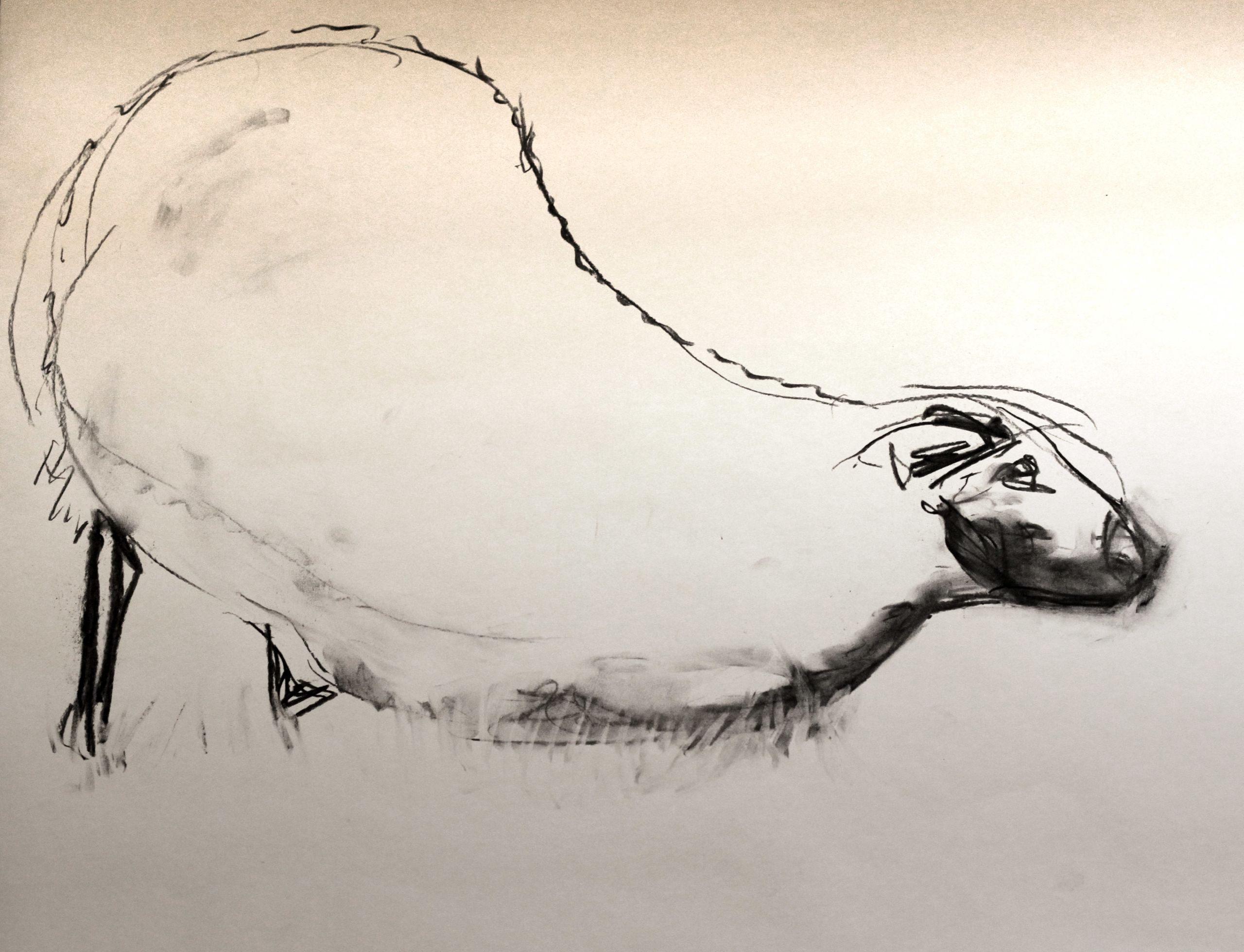 Black and white Charcoal drawing of a sheep kneeling down