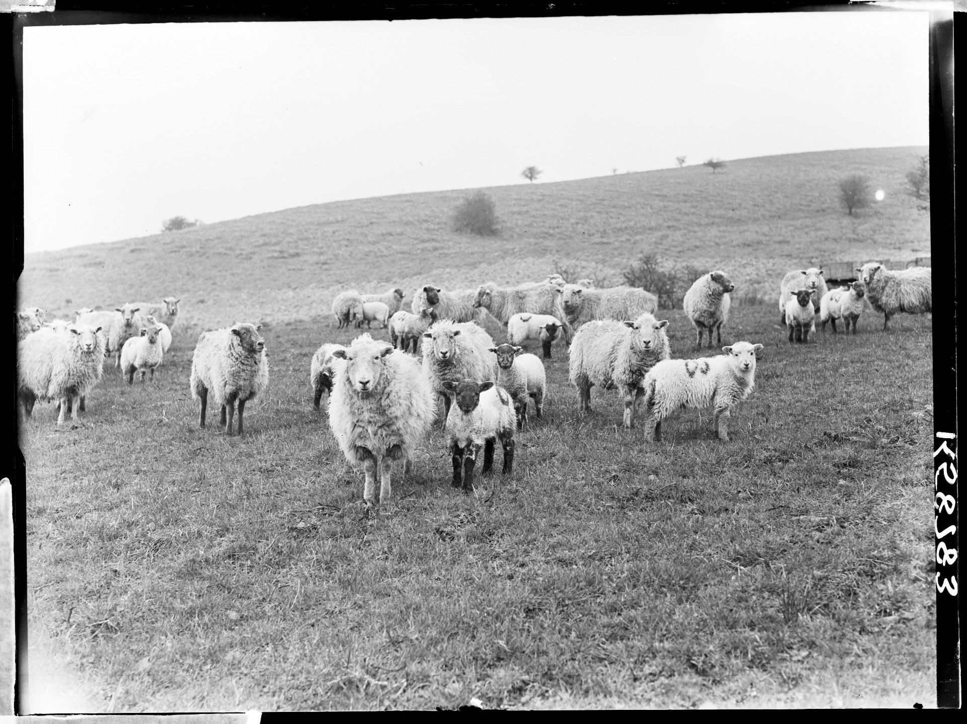 black and white image of sheep in a field